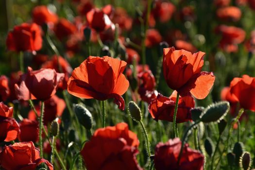 A beautiful close-up of vibrant red poppies blooming in a sunlit field, capturing the essence of spring.