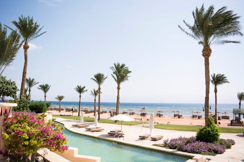 Green Palm Trees Near Swimming Pool