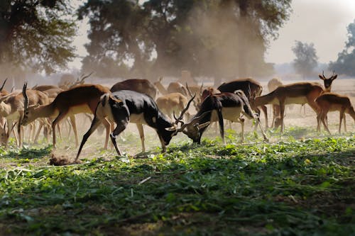 Free Flock of Brown Deer on Green Grass Field Stock Photo