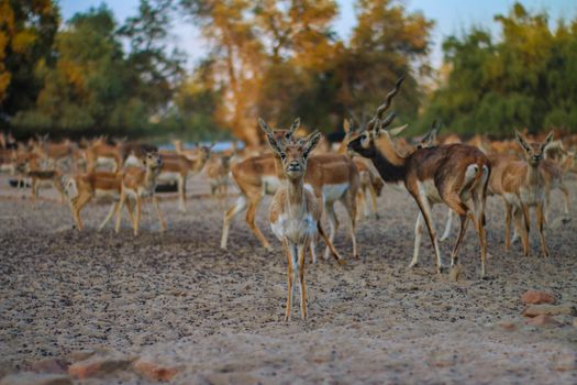 A herd of antelope graze peacefully in their natural habitat surrounded by trees.