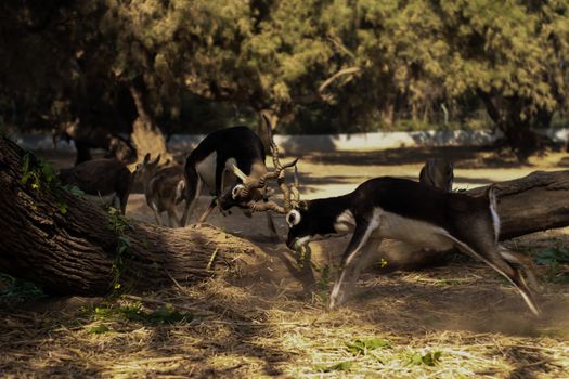 Blackbuck antelopes engage in playful interactions in a wooded park setting.