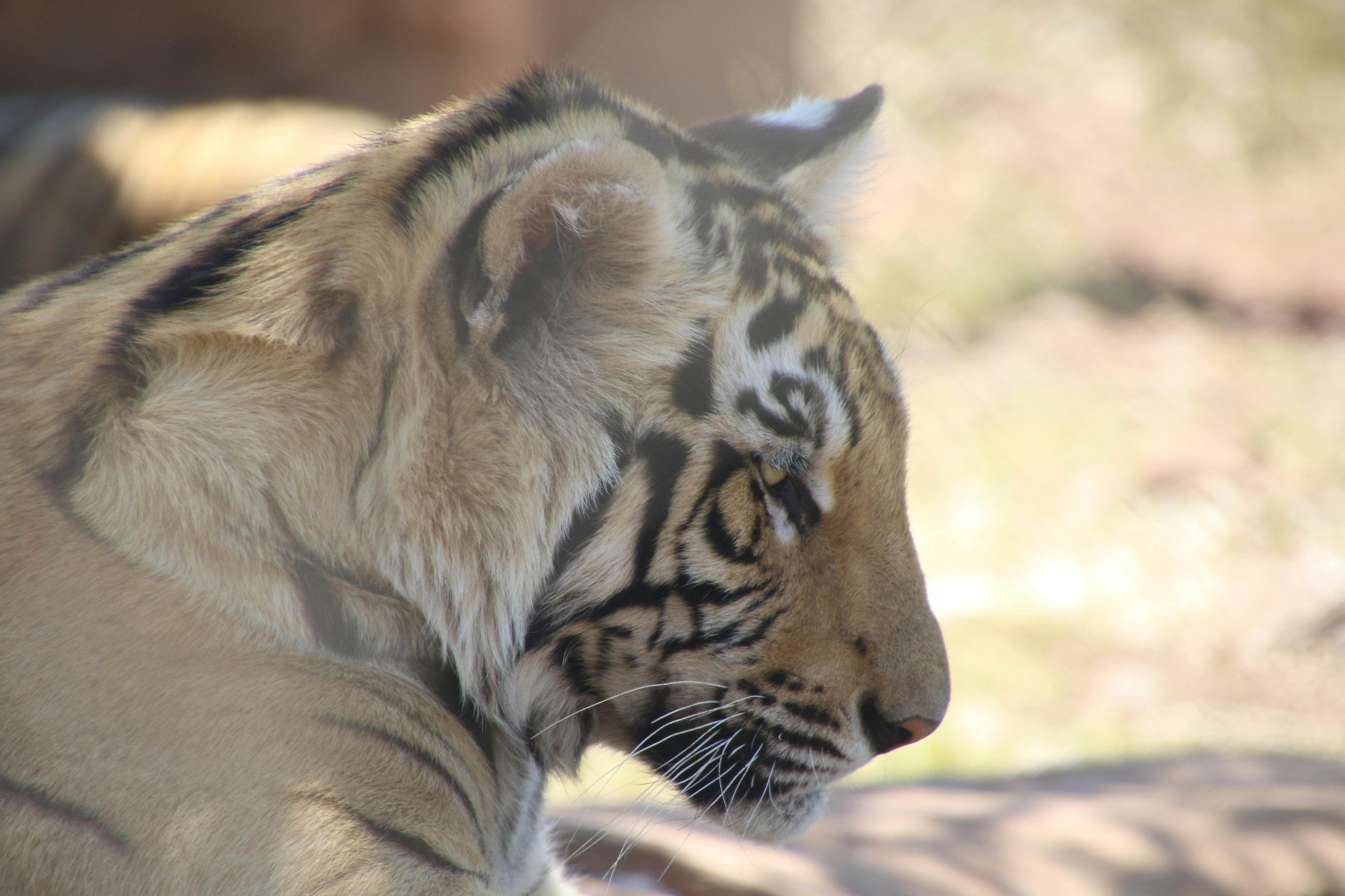 Photo Gratuite De Afrique Du Sud Bandes Chat