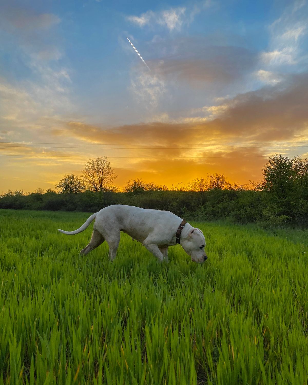 Is the Dogo Argentino Banned? 2026 Laws by Country