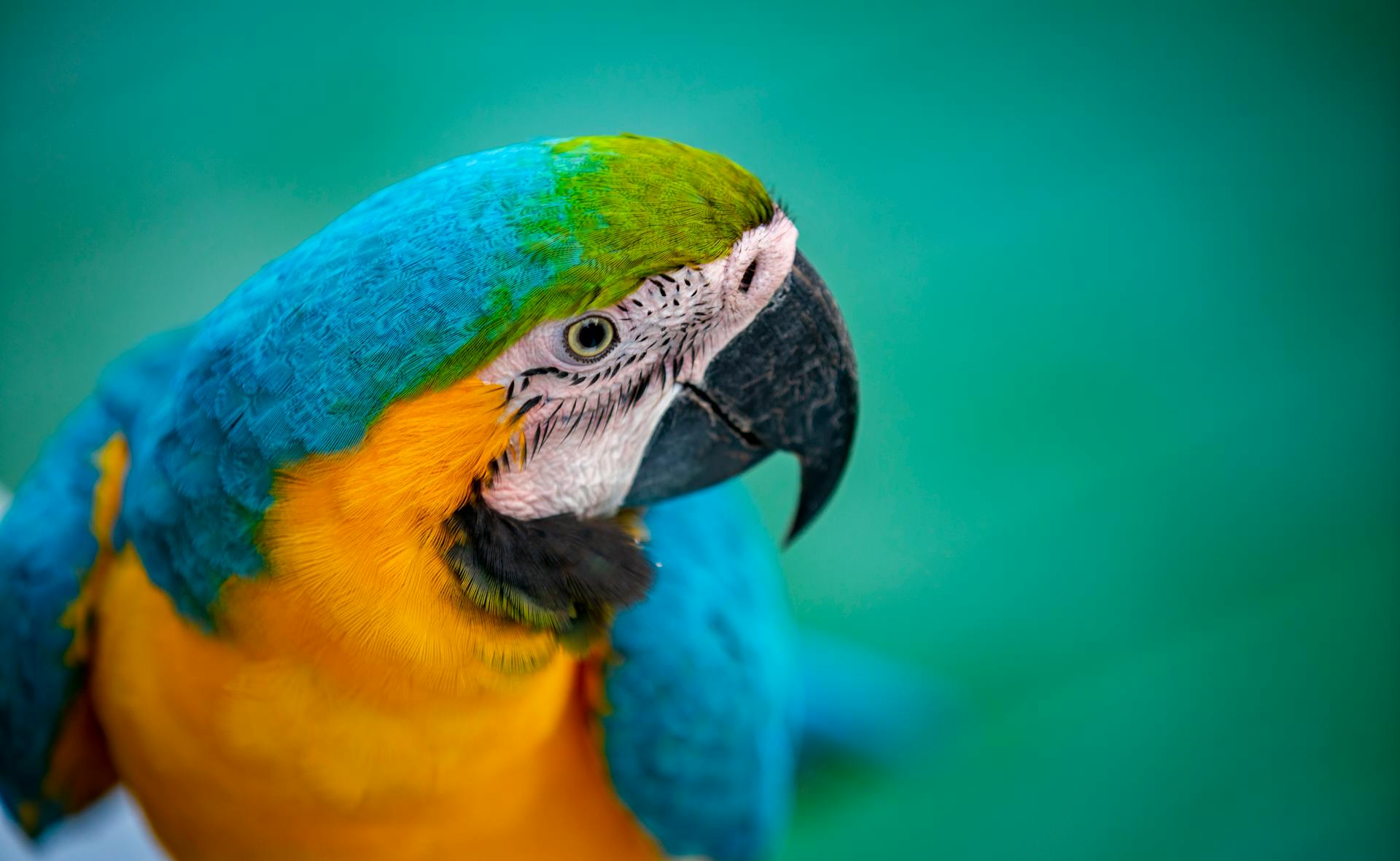 Stunning close-up of a vibrant blue and yellow macaw showcasing its colorful feathers.