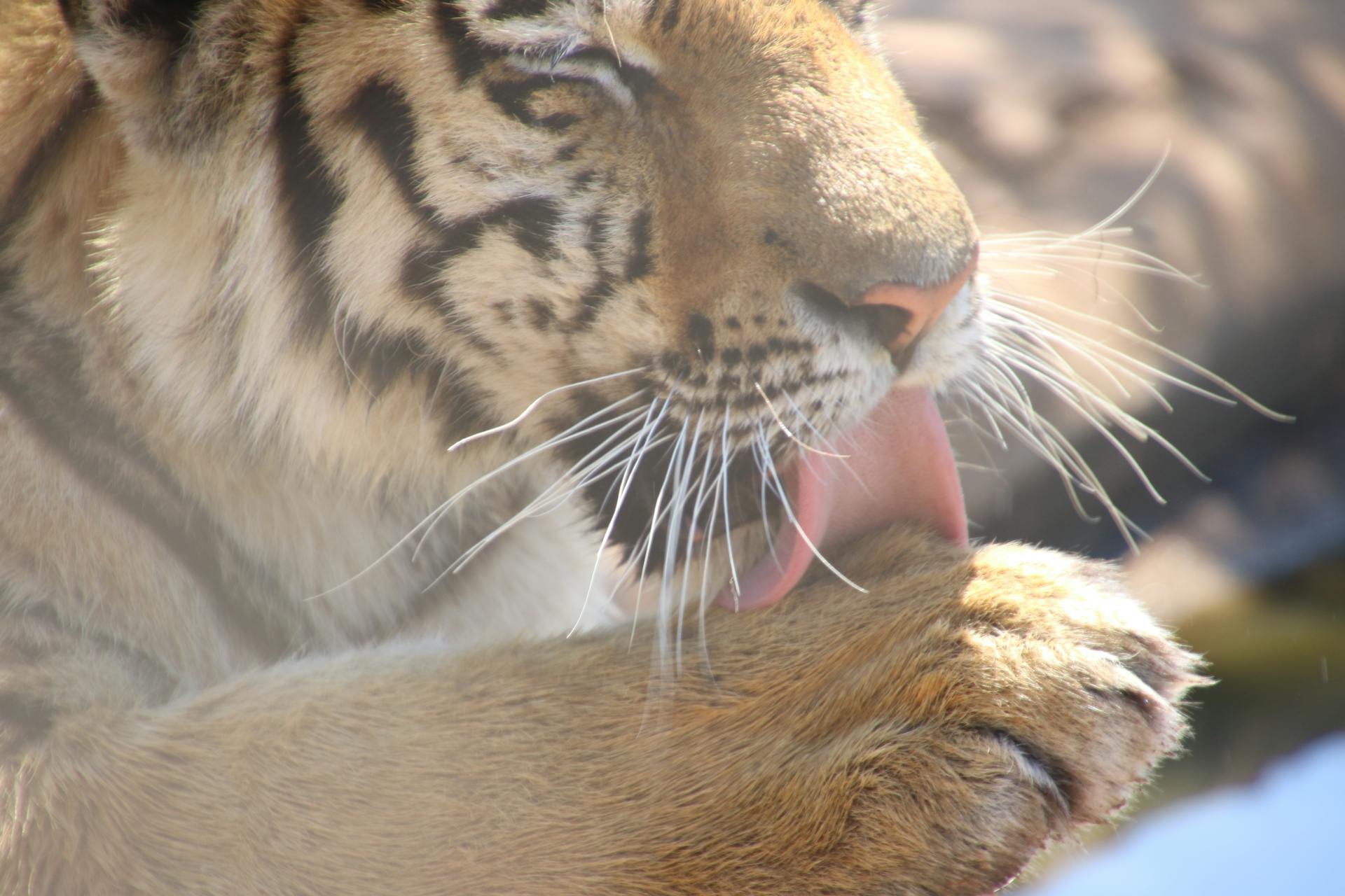 Tiger Licking on Its Paw