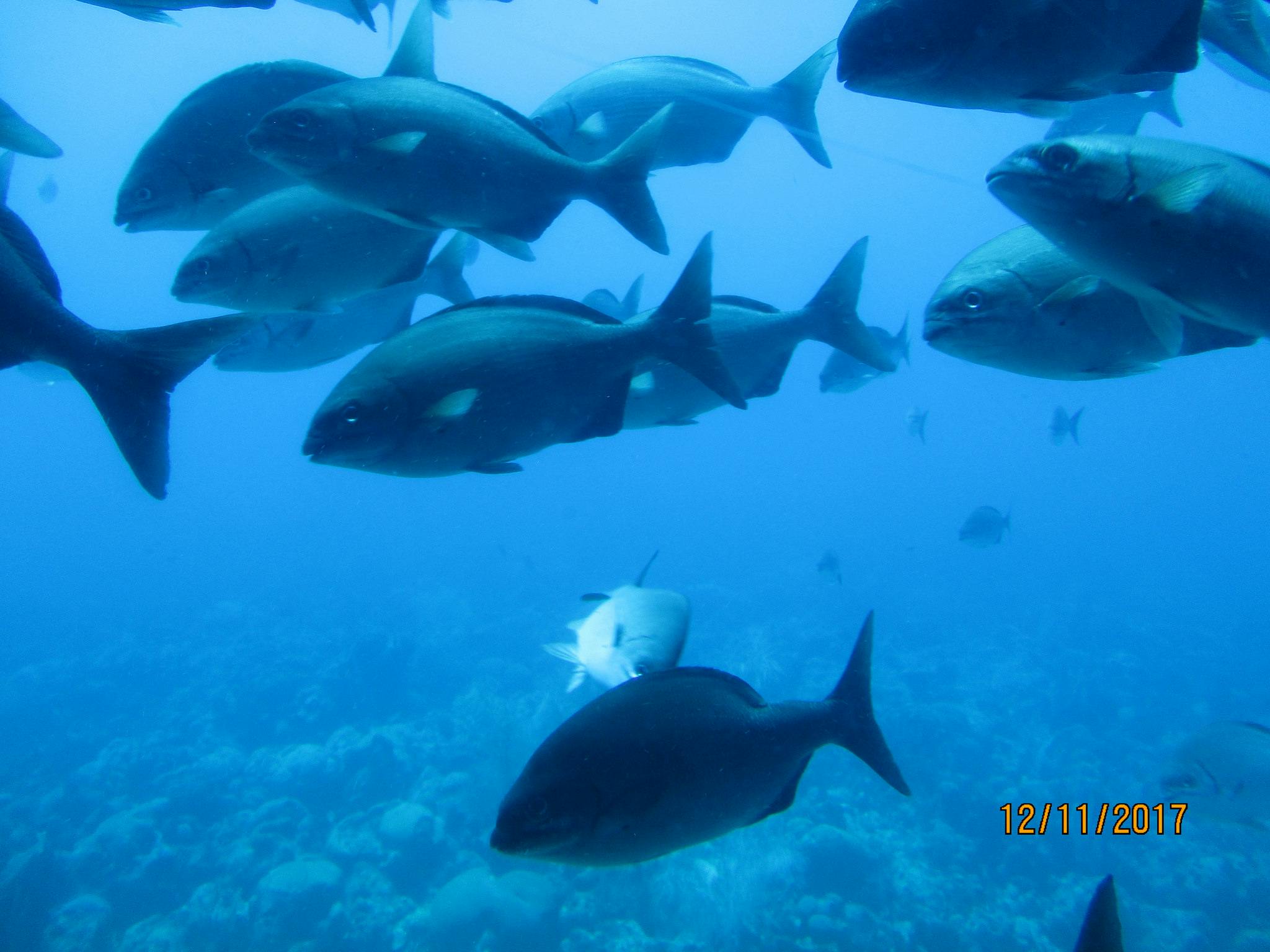 Free stock photo of fish, underwater