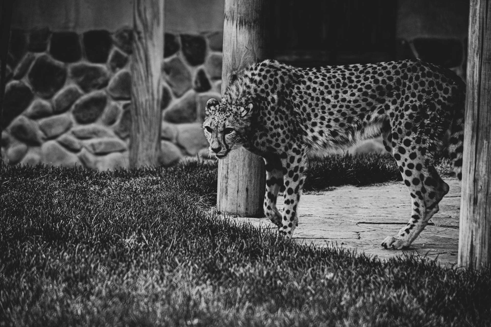 Grayscale Photo of Cheetah Standing