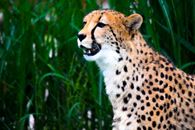 Close-up Shot of Cheetah Near Green Grasses