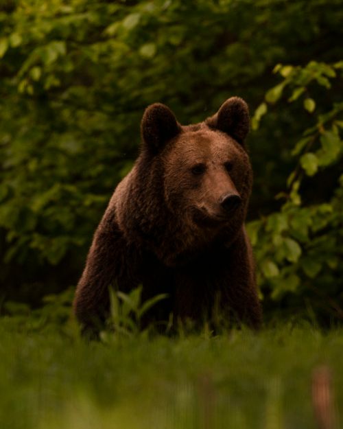 Free Wild huge brown bear near bushes with fresh green leaves in forest in daytime Stock Photo