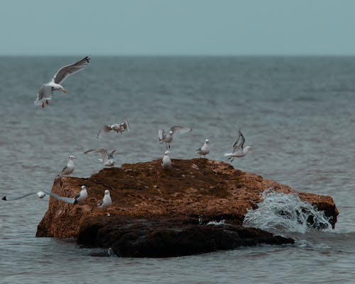 Free White Seagulls on Big Brown Rock Formation in the Middle of the Sea Stock Photo