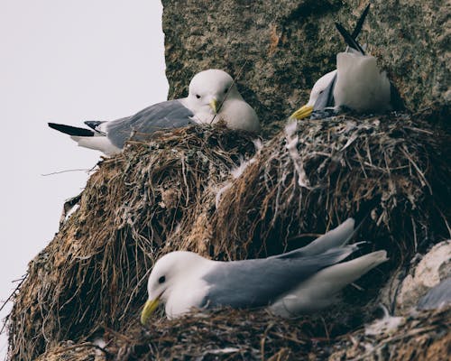 Gratis arkivbilde med black-legged kittiwake, fuglfotografi, hvile