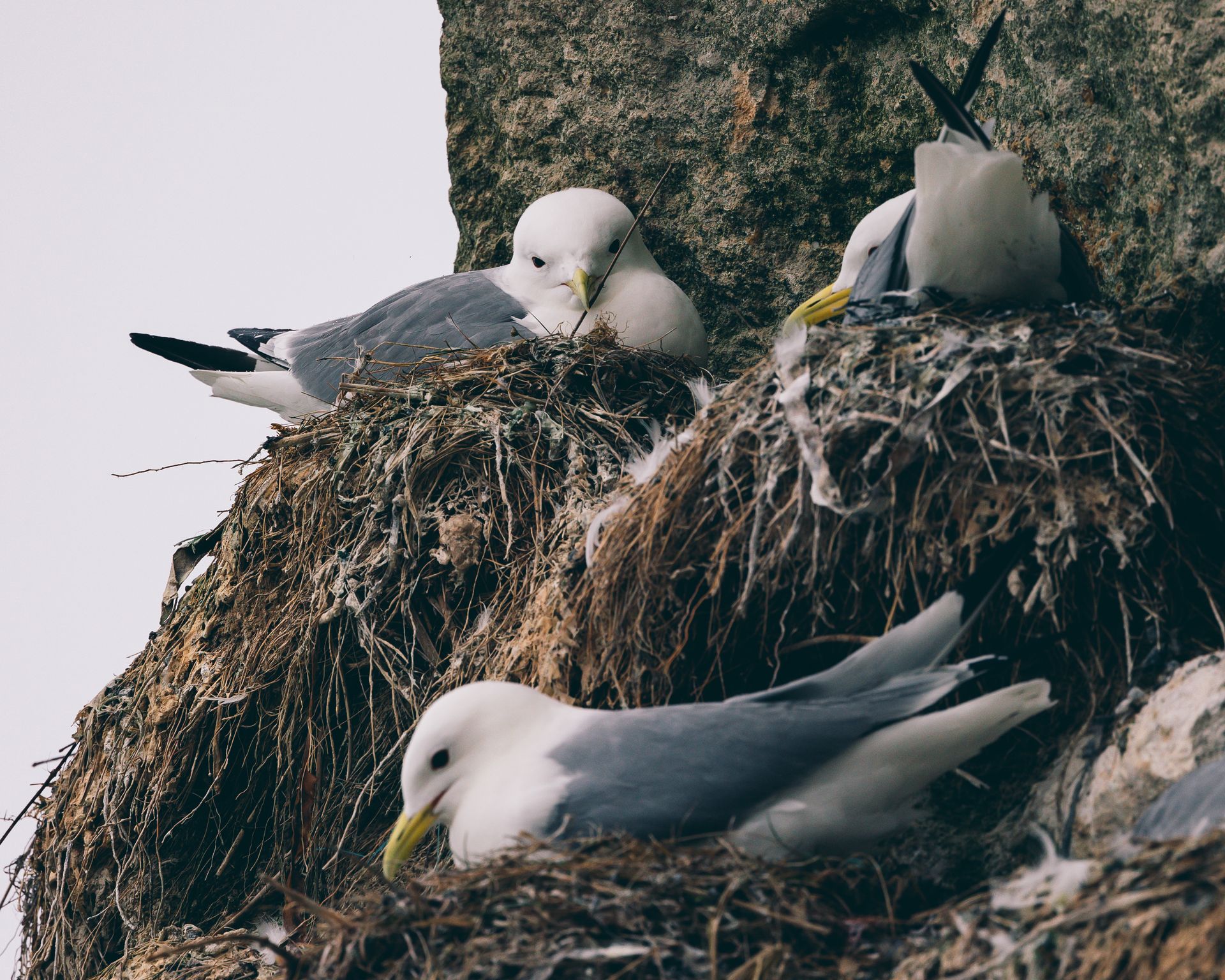 Black-Legged Kittiwake Birds on Resting Brown Nest