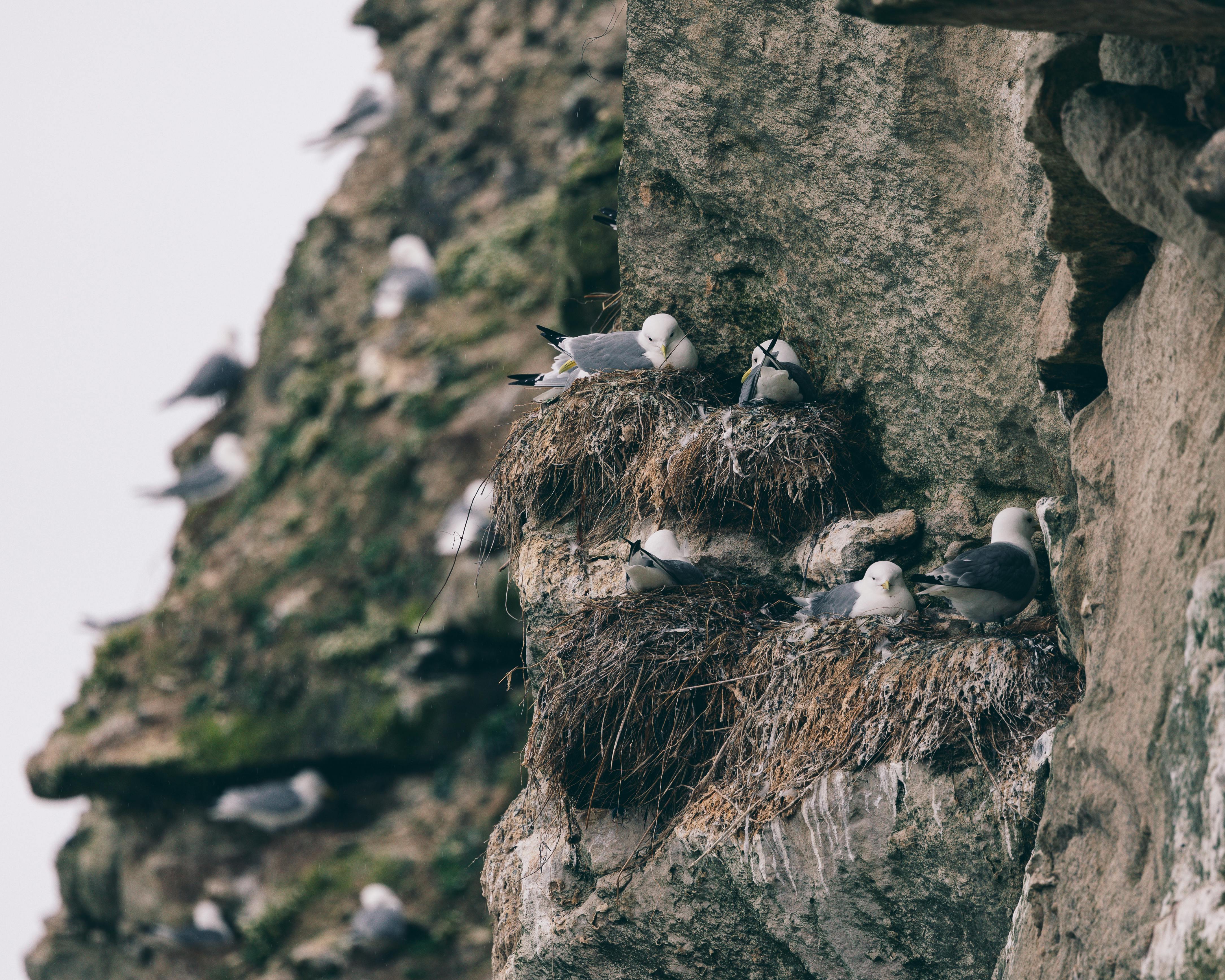 Kittiwake Colony — Bempton Cliffs