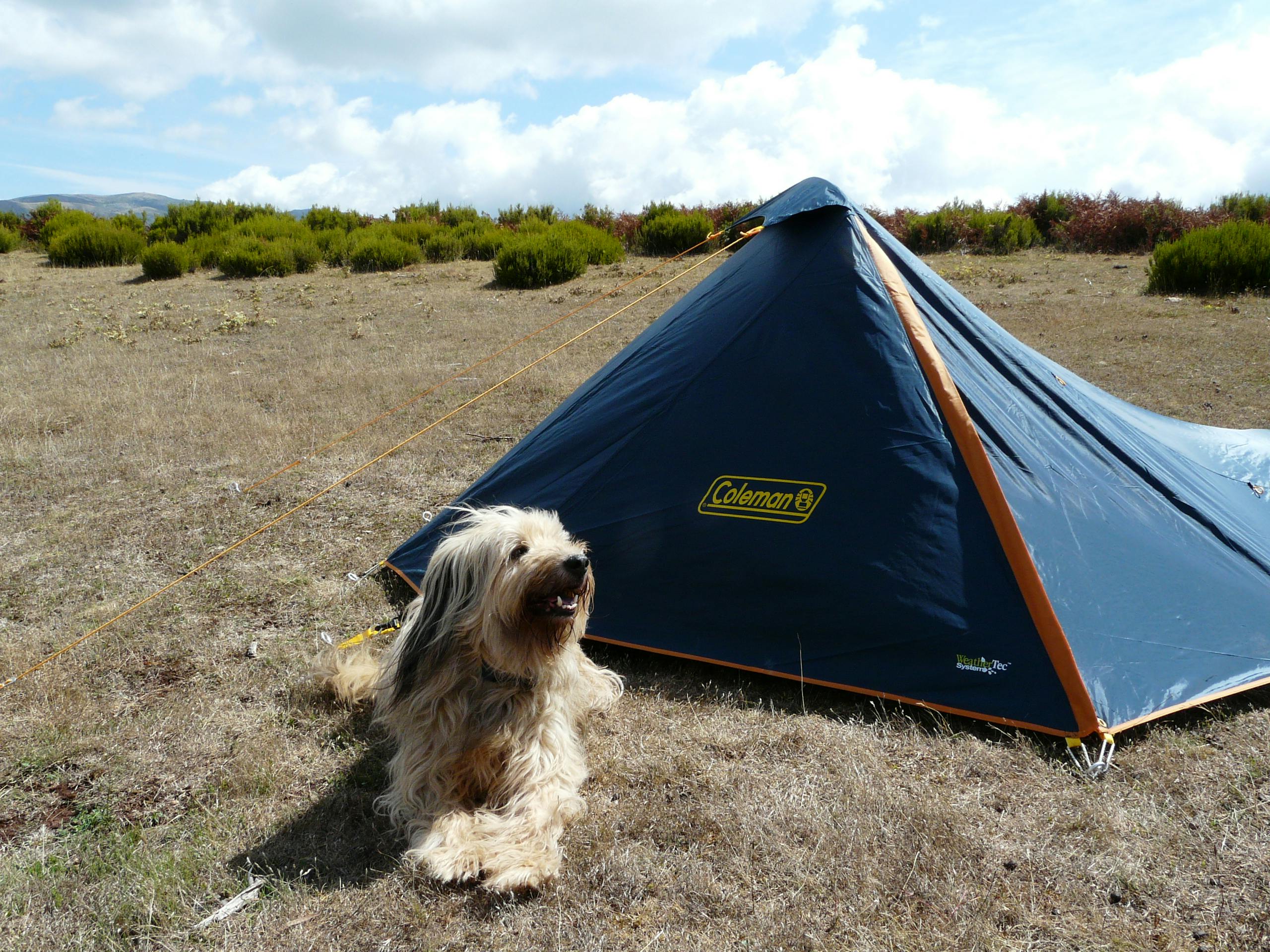 Free stock photo of camping, dog, outdoors