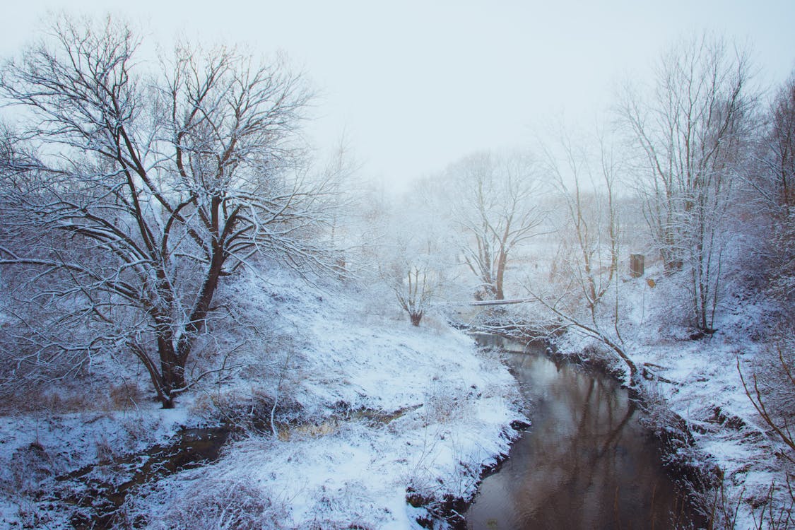 Free Woodland Stream Covered With Snow Stock Photo
