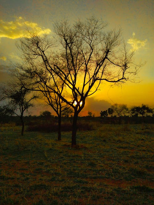 Silhouette of Leafless Trees on a Grassy Field during Sunset