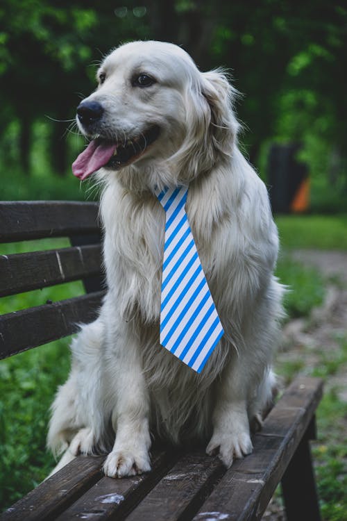 Free Close-Up Shot of a Golden Retriever Sitting on a Wooden Bench Stock Photo