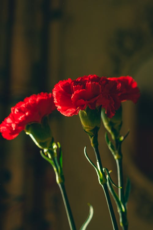 Close-Up Shot of Red Carnation Flowers in Bloom