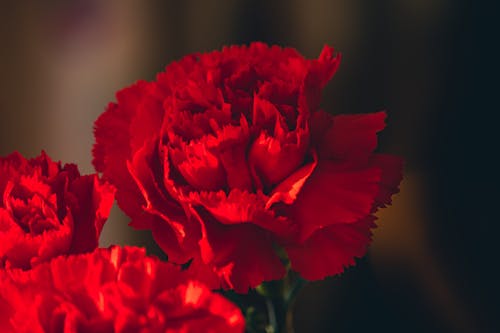 Close-Up Shot of Red Carnation Flowers in Bloom