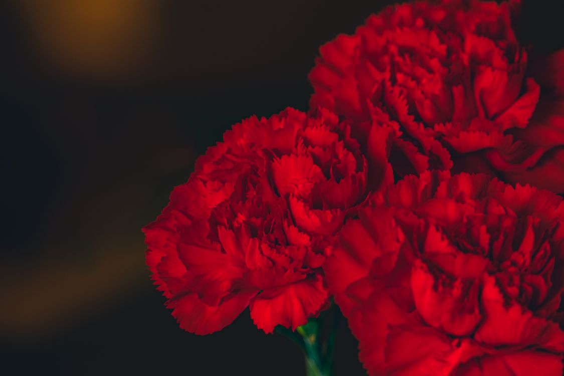Carnation Red Color Red Carnation Flowers in Close-Up Photography · Free Stock Photo
