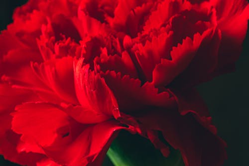 Free Macro Shot of a Red Carnation Flower in Bloom Stock Photo