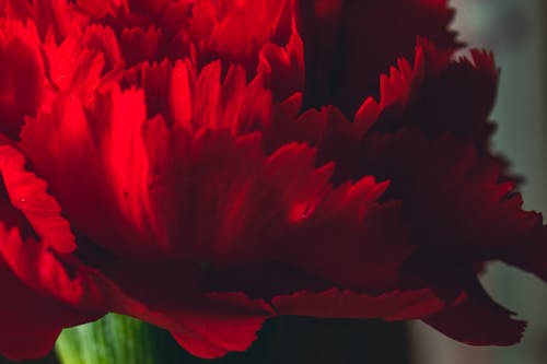 Macro Shot of a Red Carnation Flower in Bloom