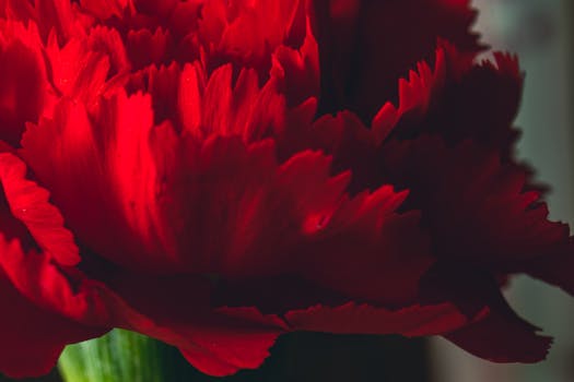Intense red carnation petals captured in a macro close-up, showcasing delicate textures.