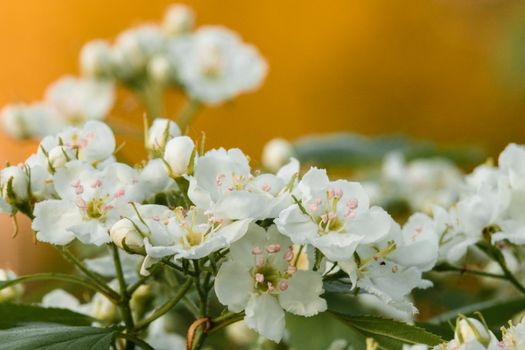 Beautiful close-up of Crataegus punctata blossoms with green leaves against a warm backdrop.