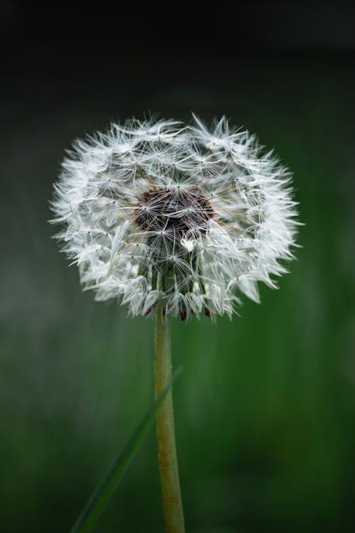 Close-Up Shot of a Dandelion in Bloom