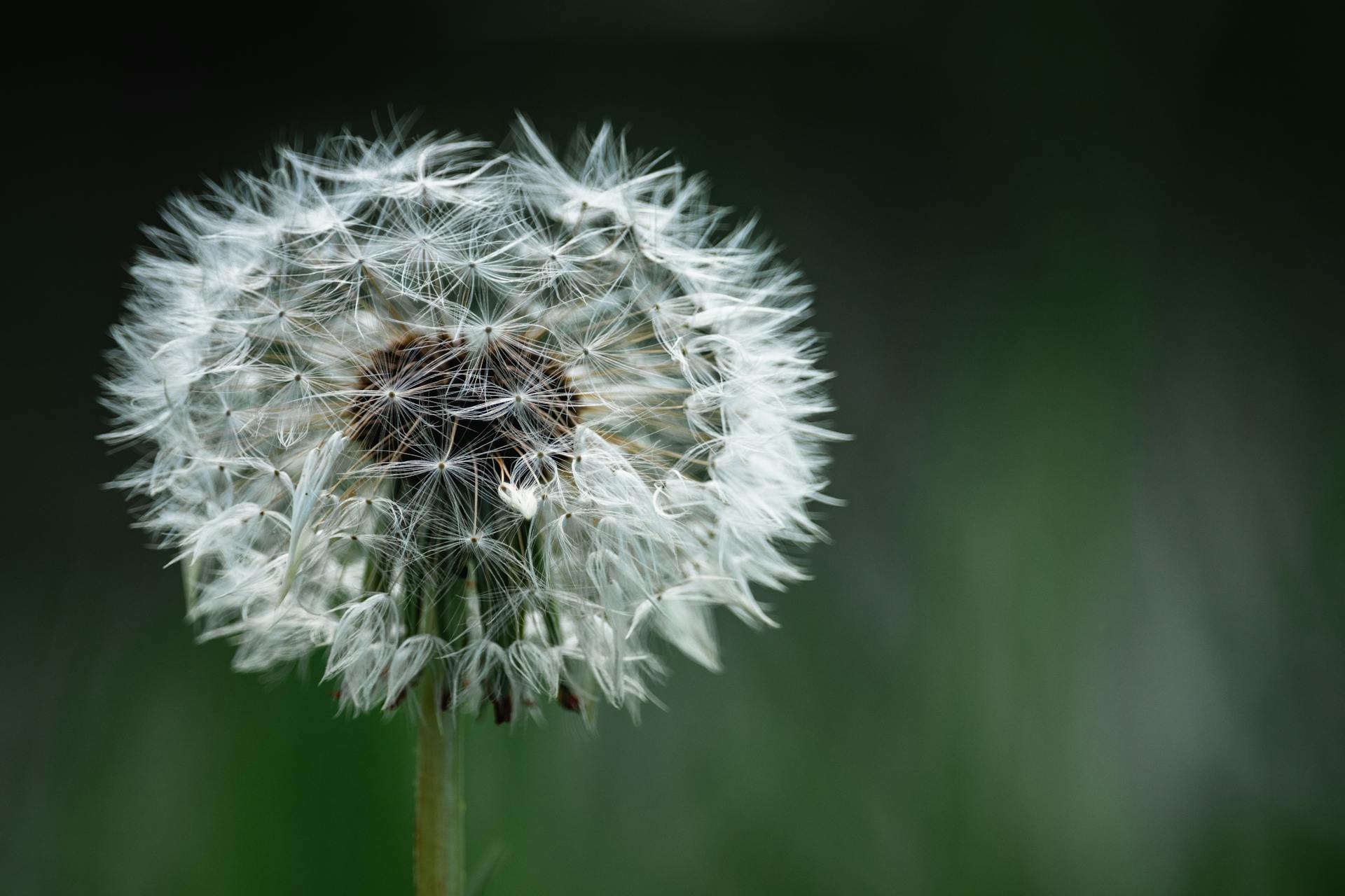 Serene close-up of a delicate dandelion clock against blurred greenery, highlighting its ethereal beauty.