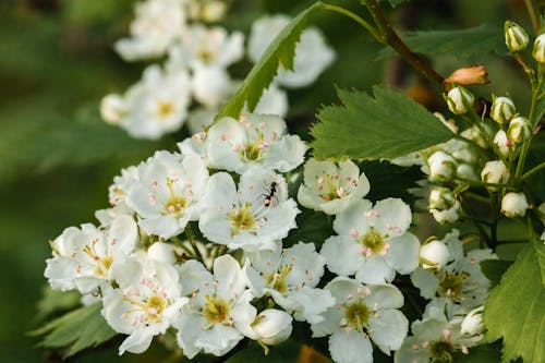 Free stock photo of bush, white flowers