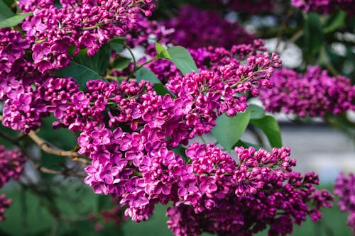 Close-Up Shot of Lilac Flowers in Bloom