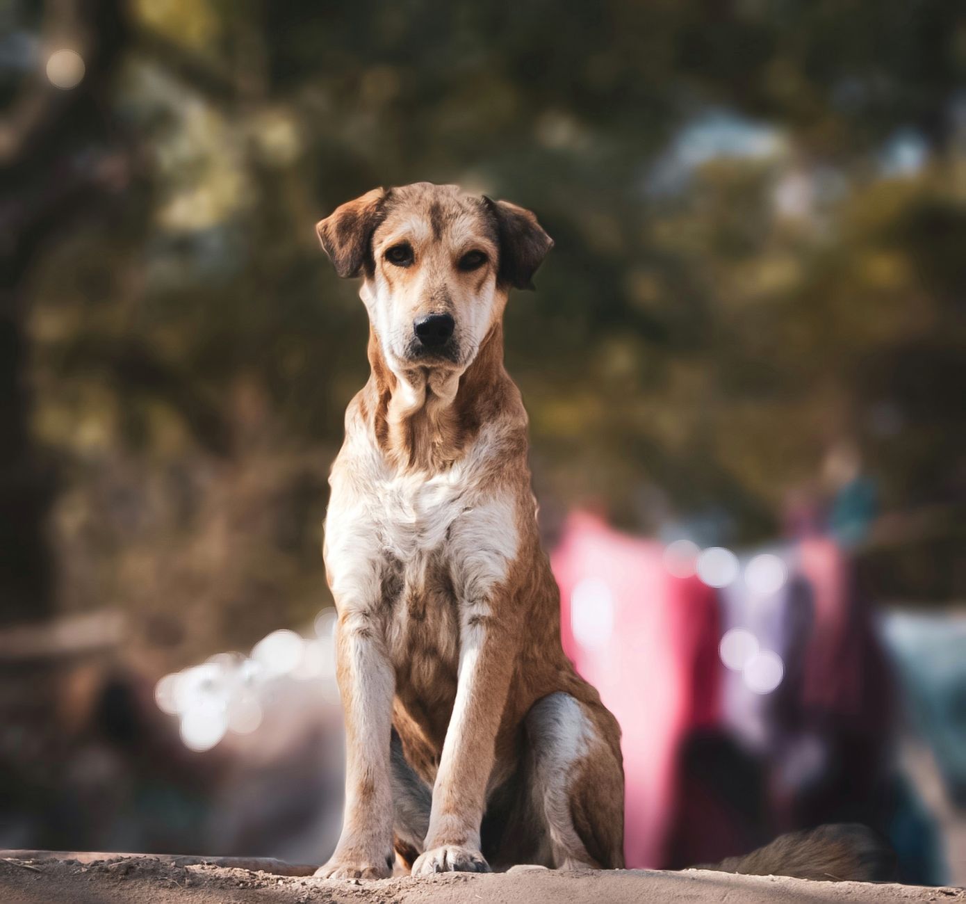 Portrait of a dog at a veterinary clinic
