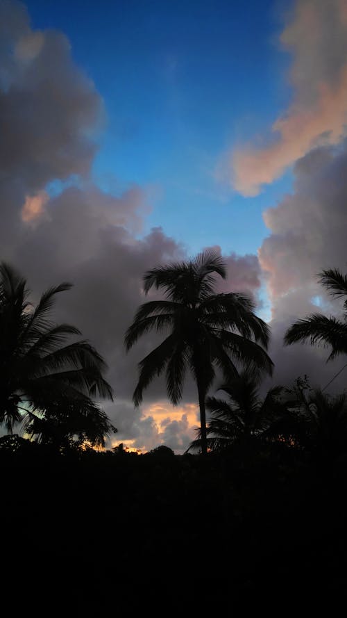 Imagine de stoc gratuită din cer albastru, cocotieri, culori apus de soare