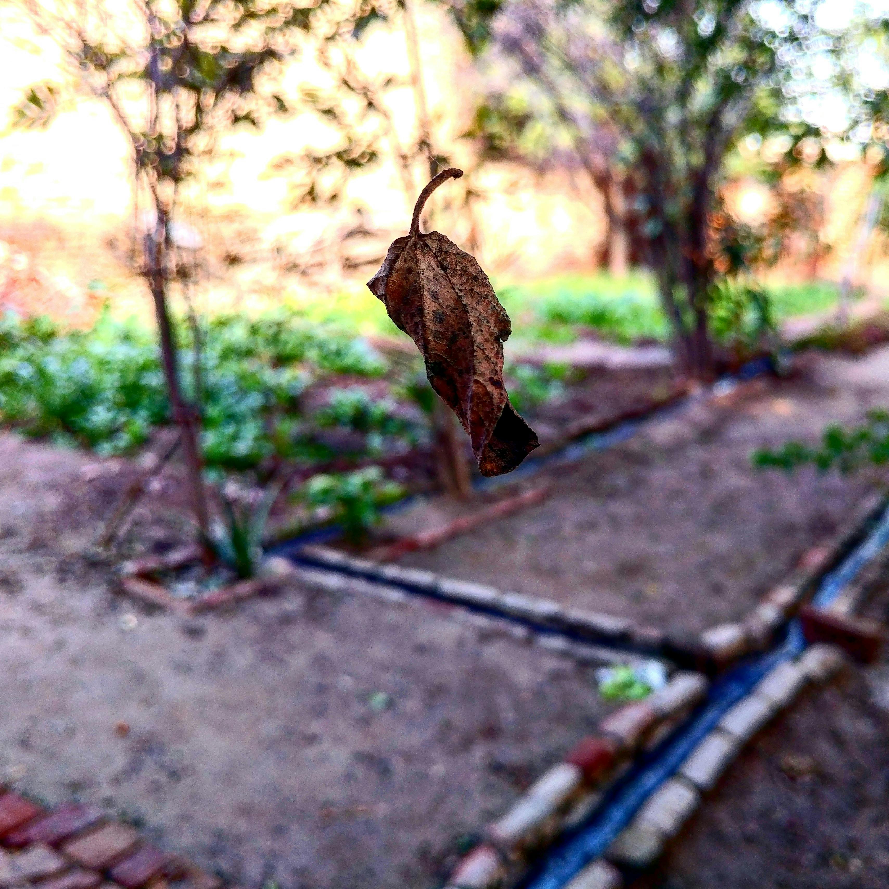 Free stock photo of #dry, #dry leaf, #falling leaf