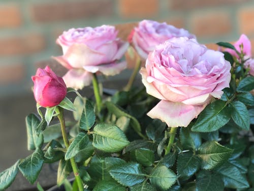 Close-Up Shot of Pink Roses in Bloom
