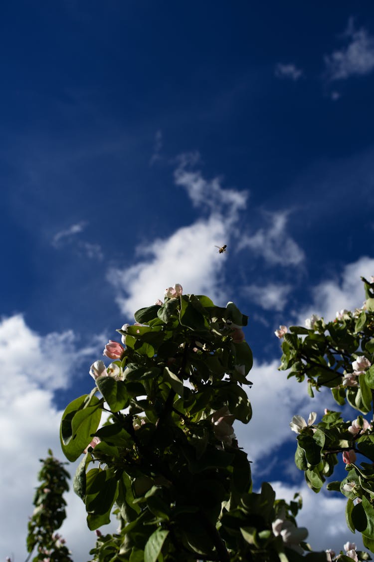 Bumblebee Flying Over Green Plants With Flowers