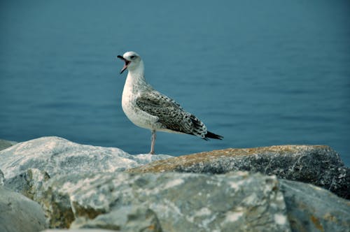 Free stock photo of bird, sea