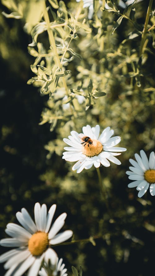 Ilmainen kuvapankkikuva tunnisteilla hyönteinen, kukka, mehiläinen