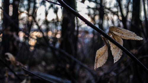 Free stock photo of blackwoods, forest, sky