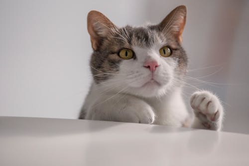 Close-Up Shot of a Tabby Cat