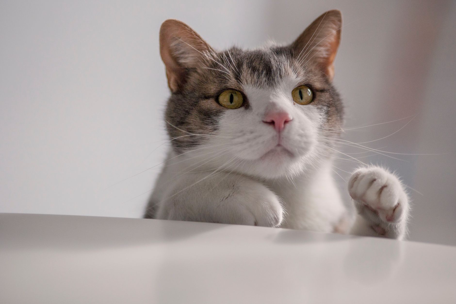 Healthcare and wellness consultation for a cat