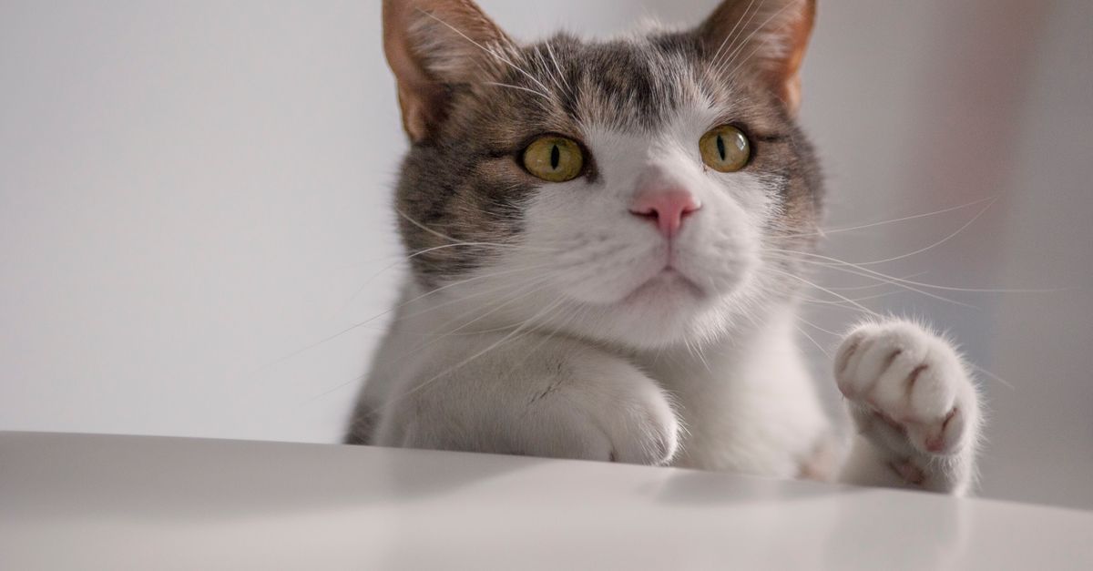 Retrato em close de um gato tigrado doméstico com olhos amarelos marcantes e bigodes em ambiente interno.