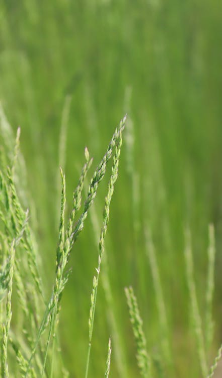 Free stock photo of grass, green