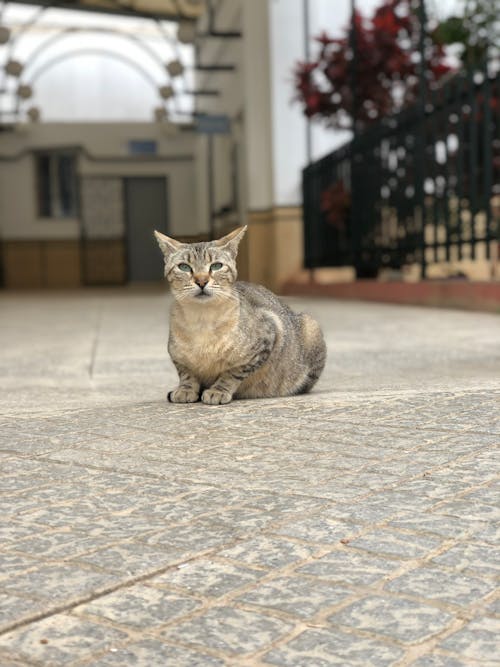 검은 고양이, 대형 고양이과 동물, 옥양목 고양이의 무료 스톡 사진