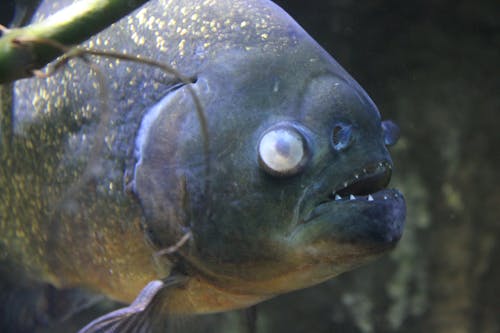 무서운, 물고기, 수족관의 무료 스톡 사진