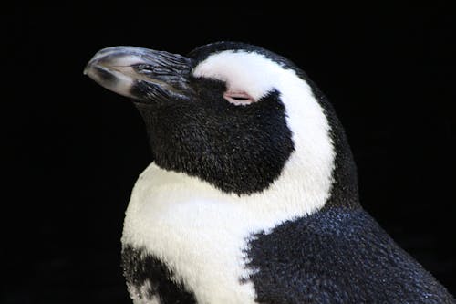 無料 くちばし, ペンギン, 側面図の無料の写真素材 写真素材