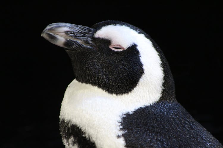 Cute Penguin In Black Background