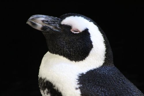 Free A serene close-up of a sleeping penguin against a black background, showcasing its details. Stock Photo