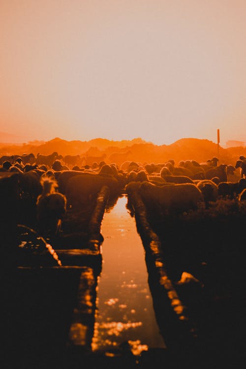 Animals in Field on Sunset